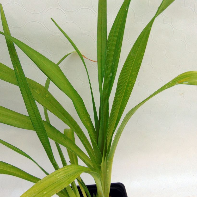 Hemerocallis Thumbelina - Taglilie (Foliage)
