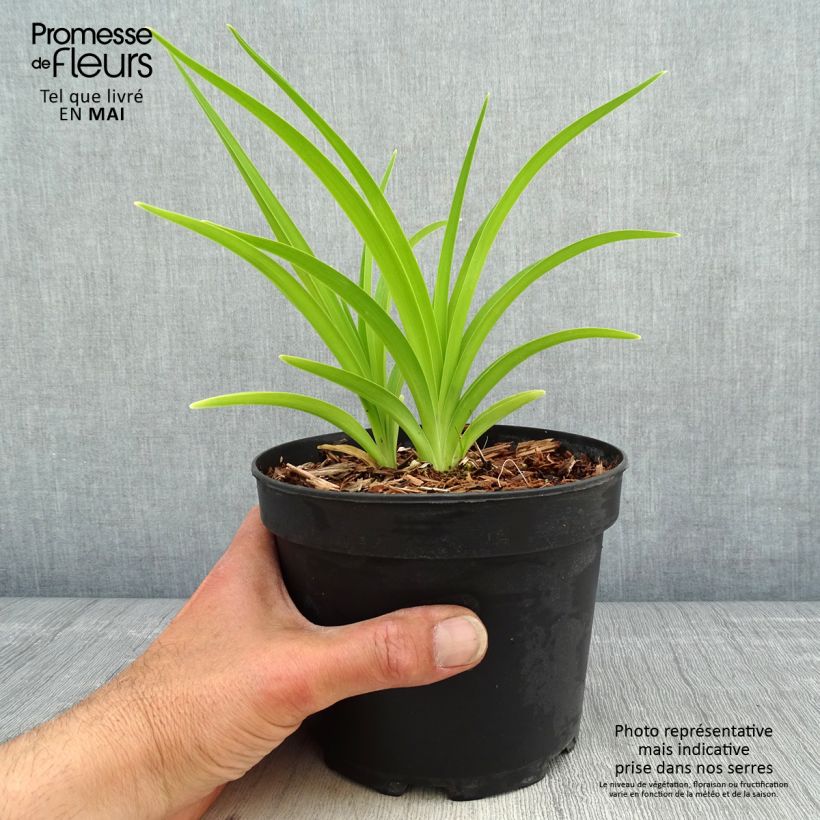 Exemplar von Hemerocallis White Temptation - Taglilie Topf mit 2L/3L wie im Frühjahr geliefert