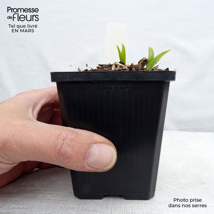 Exemplar von Hemerocallis citrina - Taglilie Kleine Töpfe von 8/9 cm wie im Frühjahr geliefert