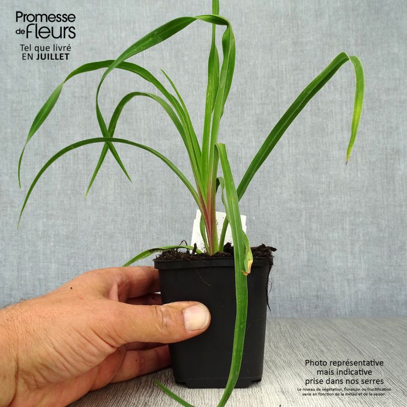 Exemplar von Hemerocallis citrina - Taglilie Kleine Töpfe von 8/9 cm wie im Sommer geliefert
