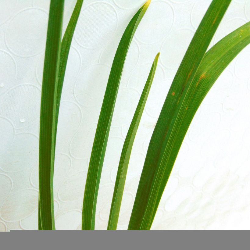 Hemerocallis Buttercup - Taglilie (Foliage)