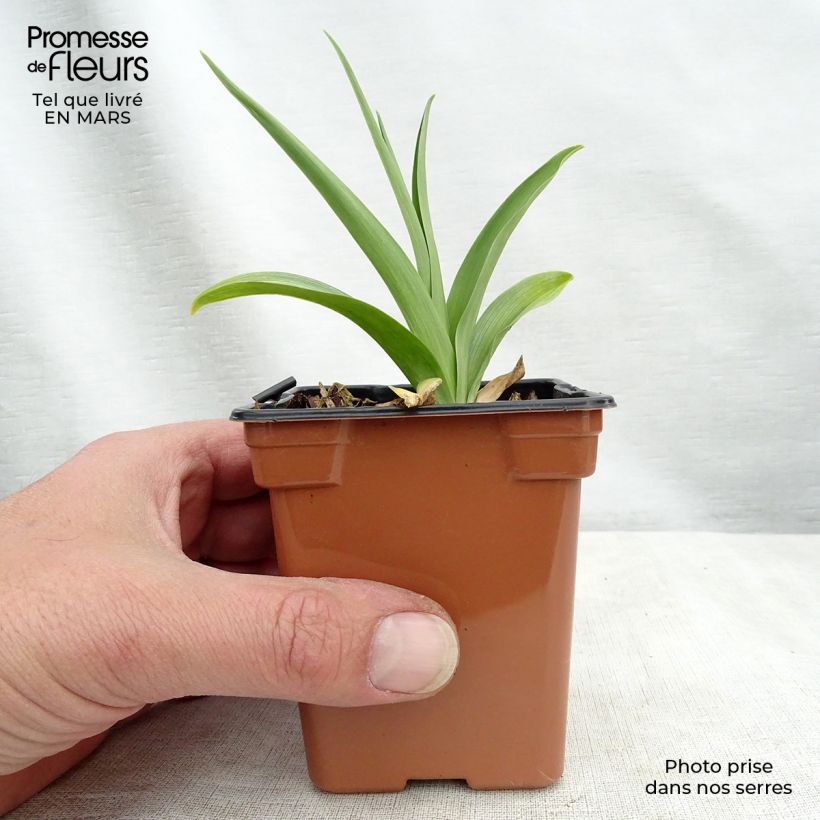 Example of Hemerocallis Buttercup - Taglilie Kleine Töpfe von 8/9 cm as you get in hiver