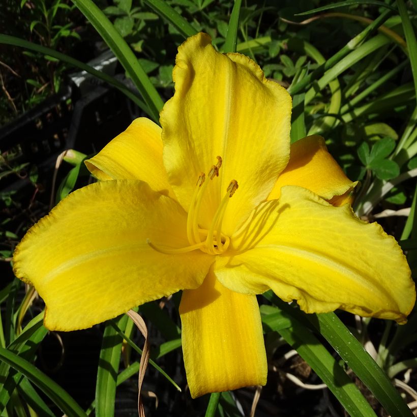 Hemerocallis Buttercup - Taglilie (Flowering)