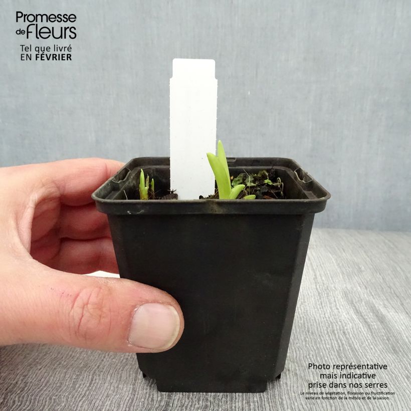 Exemplar von Hemerocallis fulva - Taglilie Kleine Töpfe von 8/9 cm wie im Winter geliefert