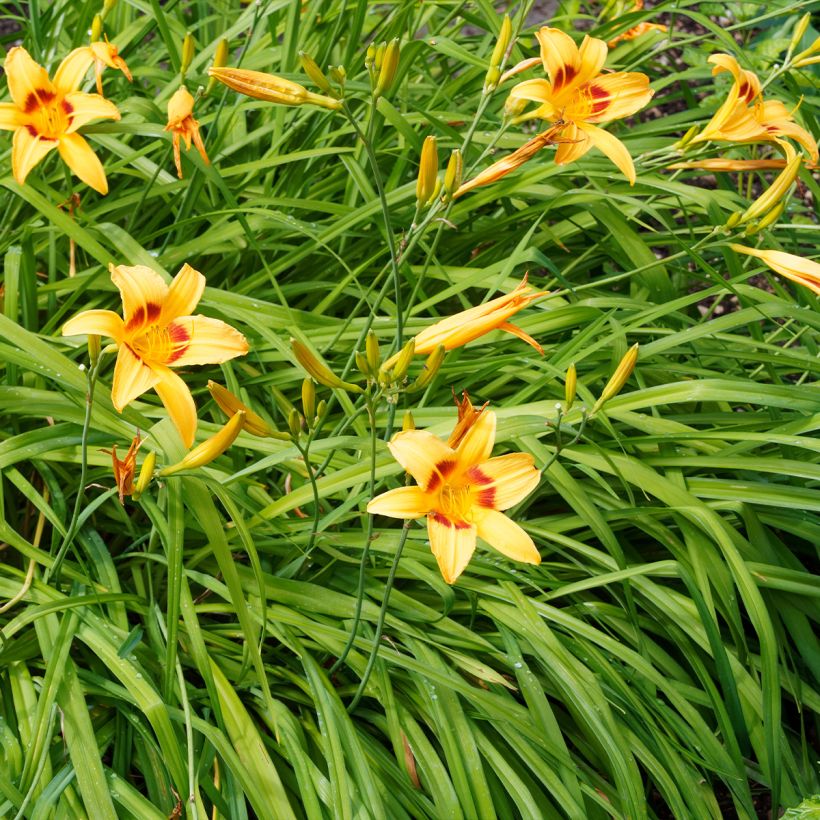 Hemerocallis Bonanza - Taglilie (Plant habit)