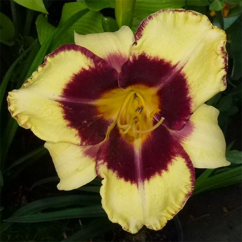 Hemerocallis Calico Jack - Taglilie (Flowering)