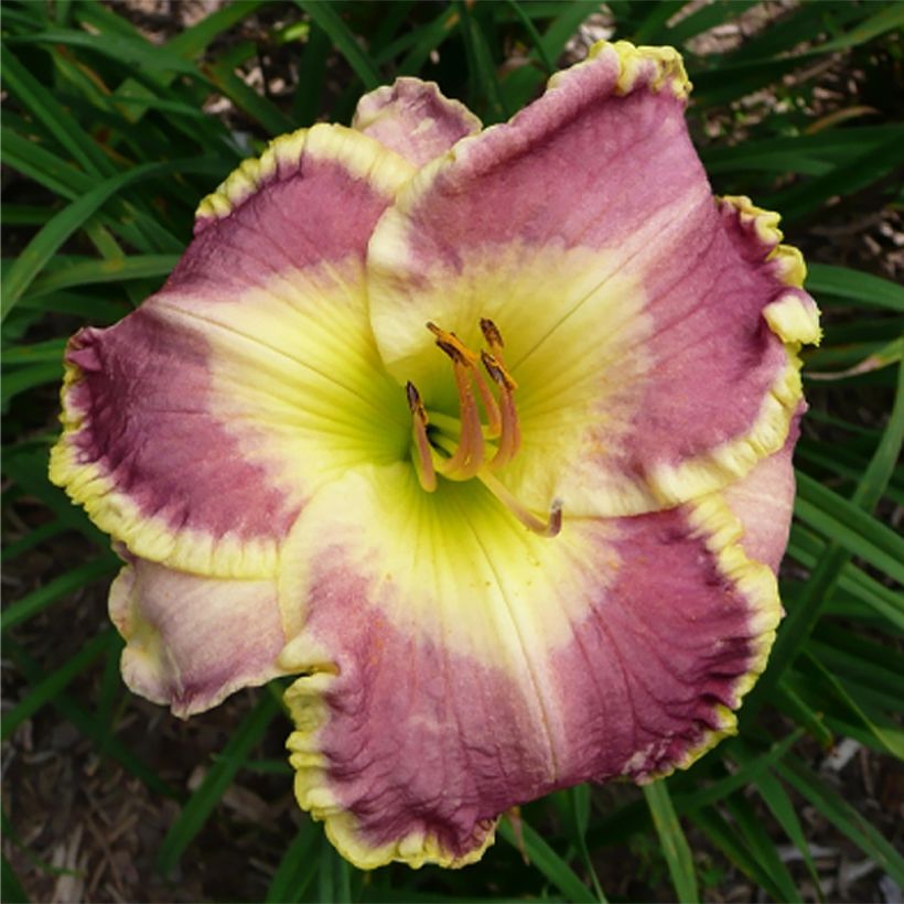 Hemerocallis Cape Breton - Taglilie (Flowering)