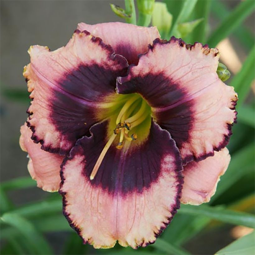 Hemerocallis Daring Deception - Taglilie (Flowering)