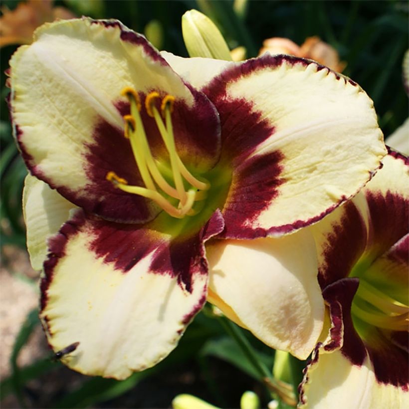 Hemerocallis Dream Legacy - Taglilie (Flowering)