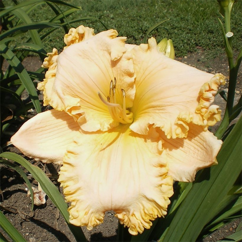 Hemerocallis Enchanted Forest - Taglilie (Flowering)
