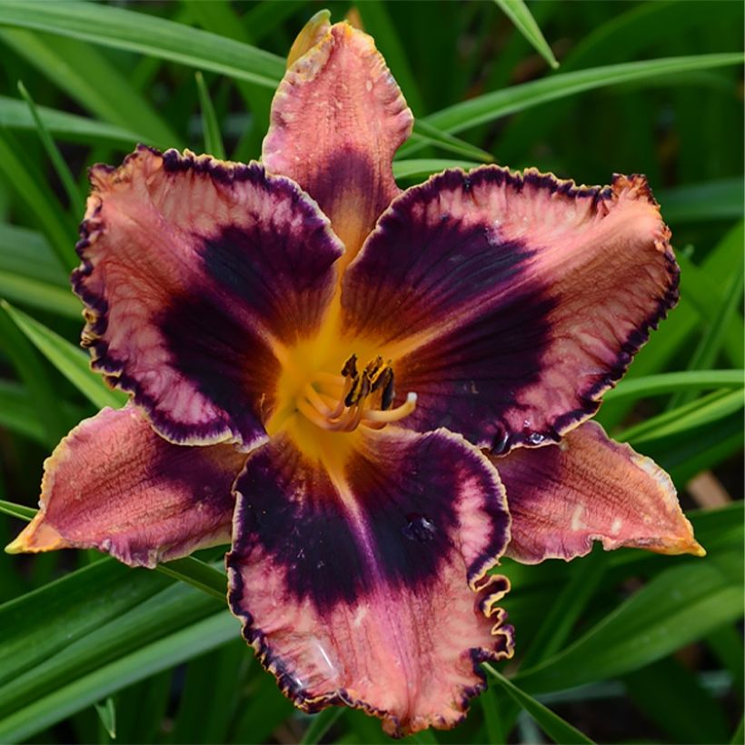 Hemerocallis Exotic Treasure - Taglilie (Flowering)