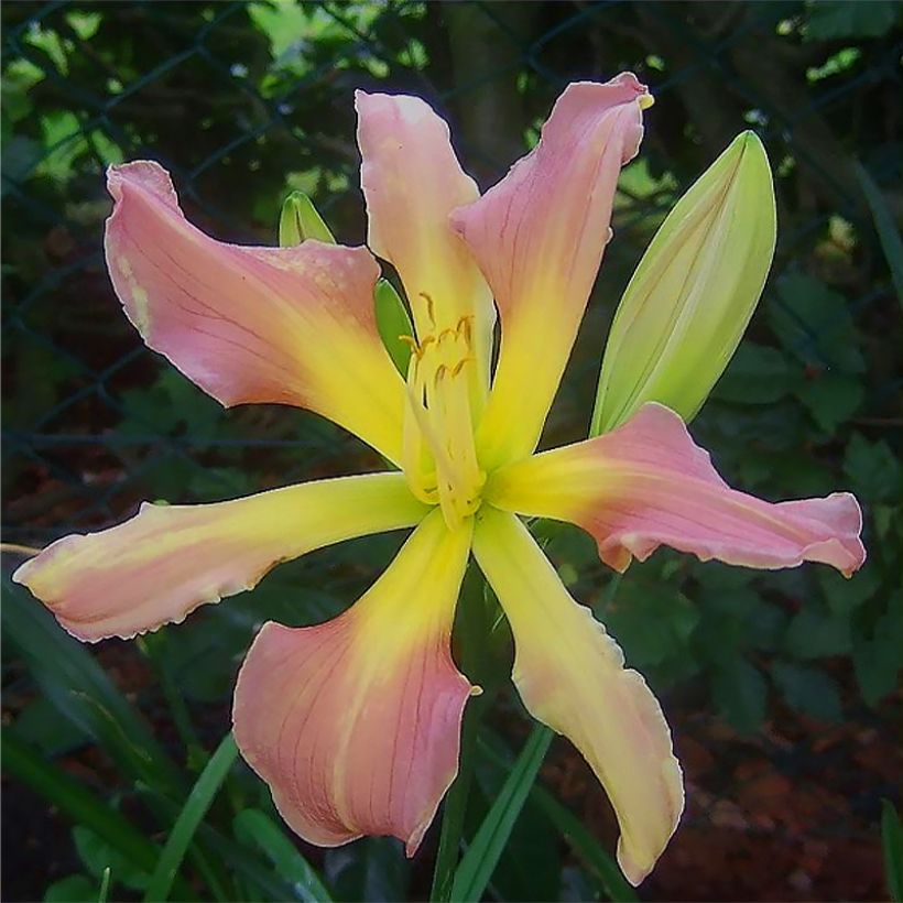 Hemerocallis Flight of The Dragon - Taglilie (Flowering)