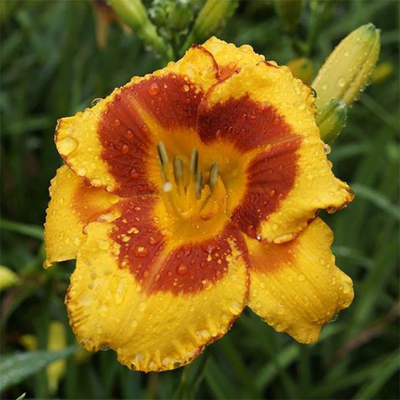 Hemerocallis Fooled Me - Taglilie (Flowering)