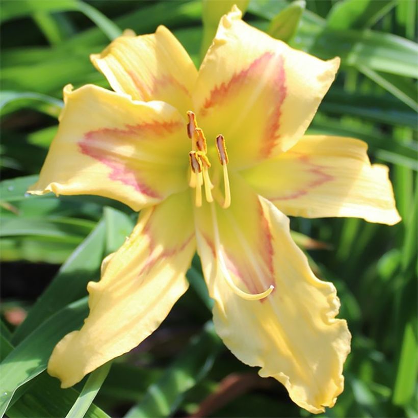 Hemerocallis Graces of Ganymede - Taglilie (Flowering)