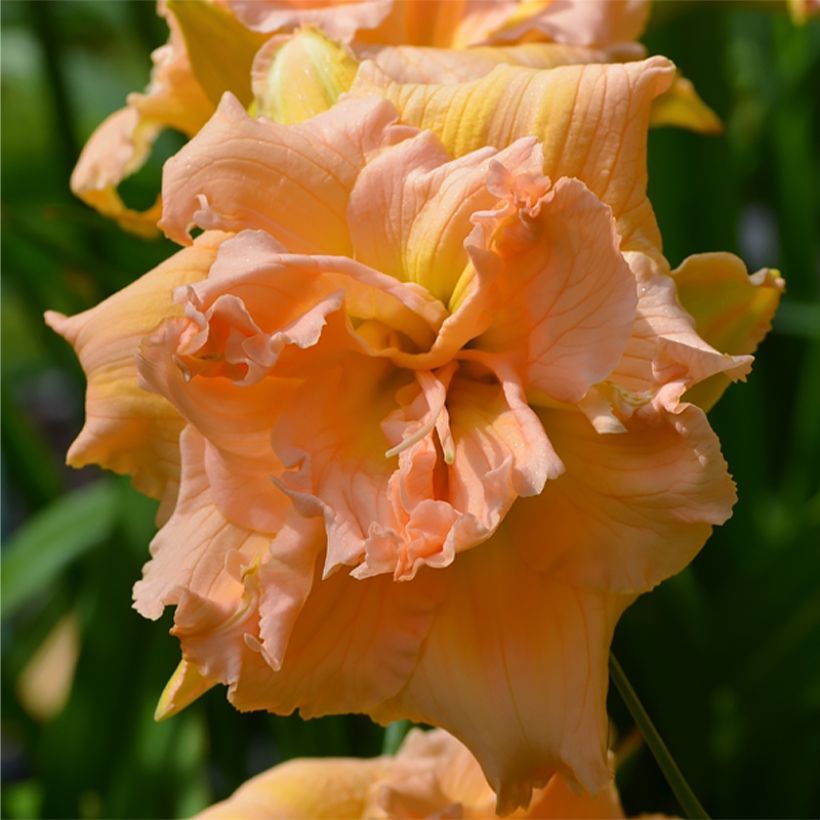 Hemerocallis In Excess - Taglilie (Flowering)