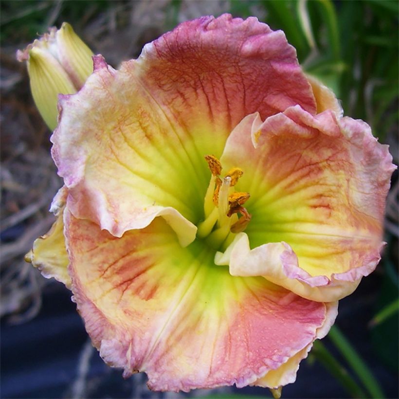 Hemerocallis Indy Reflections - Taglilie (Flowering)