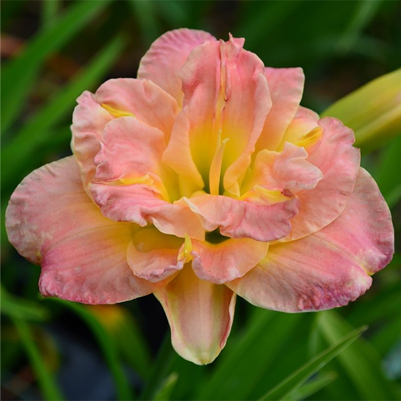 Hemerocallis Lacy Doily - Taglilie (Flowering)
