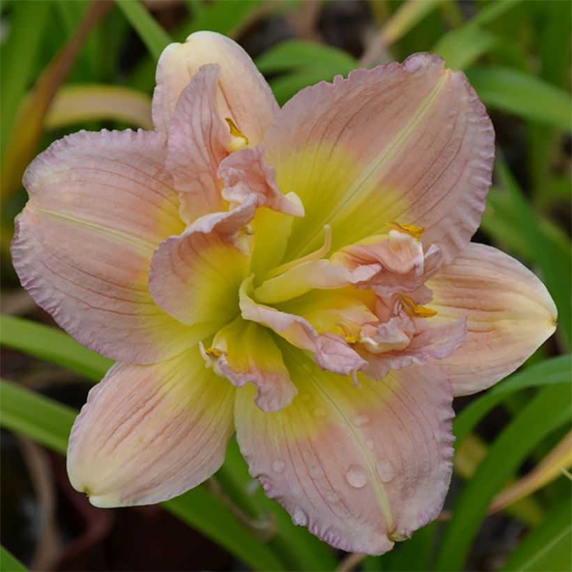 Hemerocallis Nagasaki - Taglilie (Flowering)