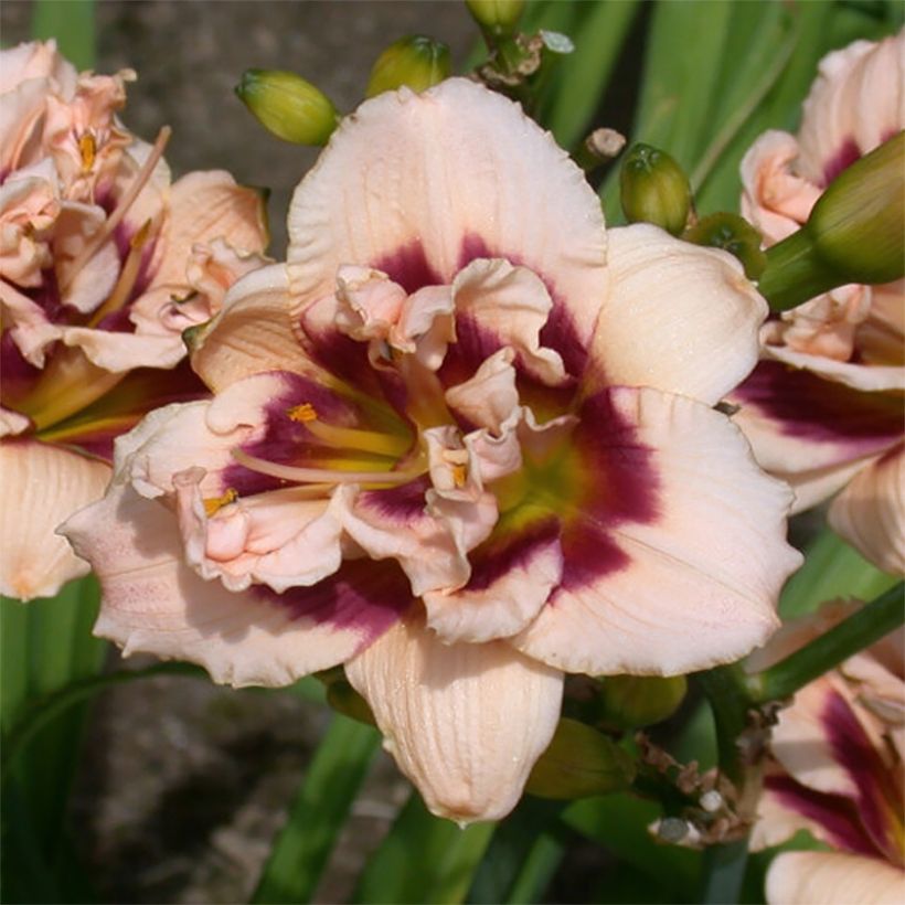Hemerocallis Roswitha - Taglilie (Flowering)