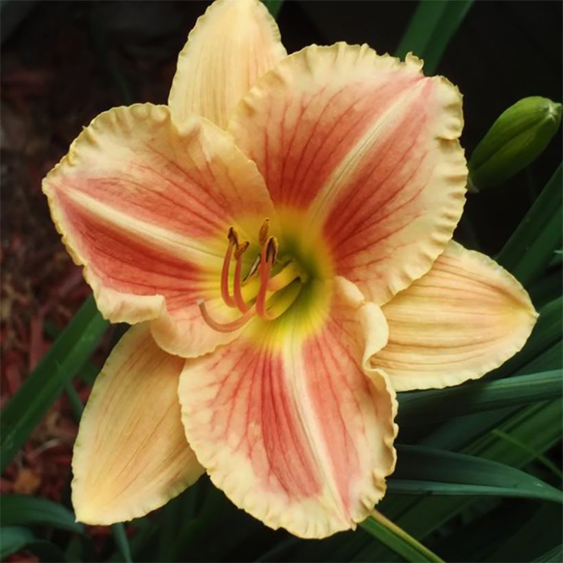 Hemerocallis Veins of Truth - Taglilie (Flowering)