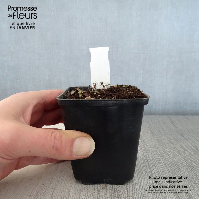 Exemplar von Hemerocallis middendorffii - Taglilie Kleine Töpfe von 8/9 cm wie im Winter geliefert