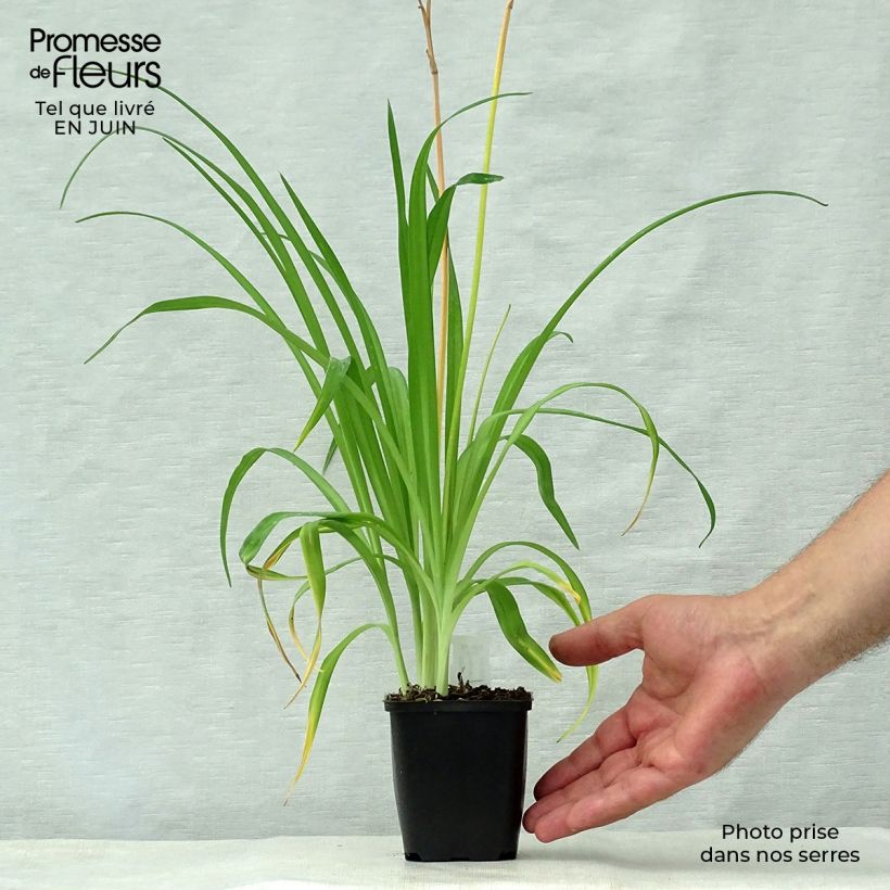 Exemplar von Hemerocallis middendorffii - Taglilie Kleine Töpfe von 8/9 cm wie im Sommer geliefert