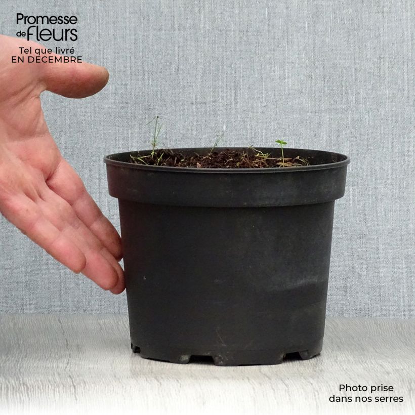 Example of Hemerocallis middendorffii - Taglilie Topf mit 2L/3L as you get in hiver
