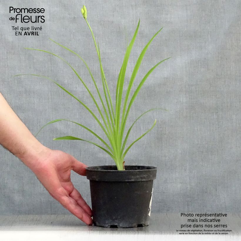 Exemplar von Hemerocallis middendorffii - Taglilie Topf mit 2L/3L wie im Frühjahr geliefert