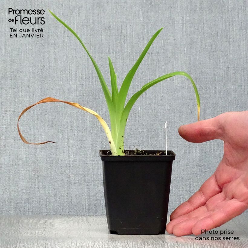 Exemplar von Hemerocallis Gentle Shepherd - Taglilie Kleine Töpfe von 8/9 cm wie im Winter geliefert