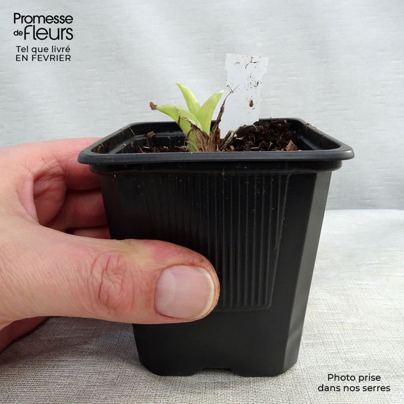 Example of Hemerocallis Patricia Jojo - Taglilie Kleine Töpfe von 8/9 cm as you get in hiver