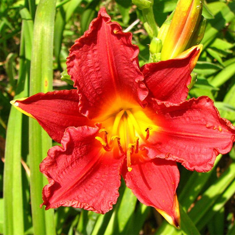 Hemerocallis Little Business - Taglilie (Flowering)