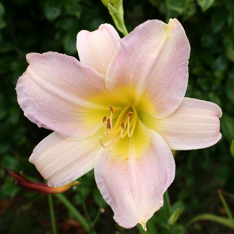 Hemerocallis Catherine Woodbury - Taglilie (Flowering)