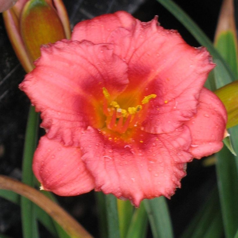 Hemerocallis Cosmopolitan - Taglilie (Flowering)