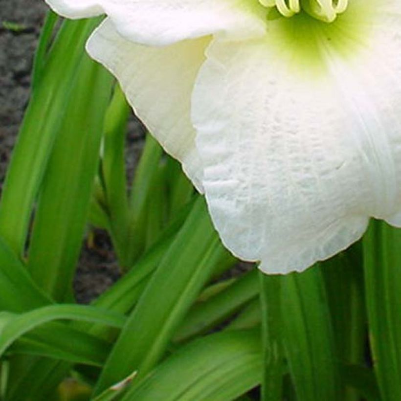 Hemerocallis Gentle Shepherd - Taglilie (Foliage)
