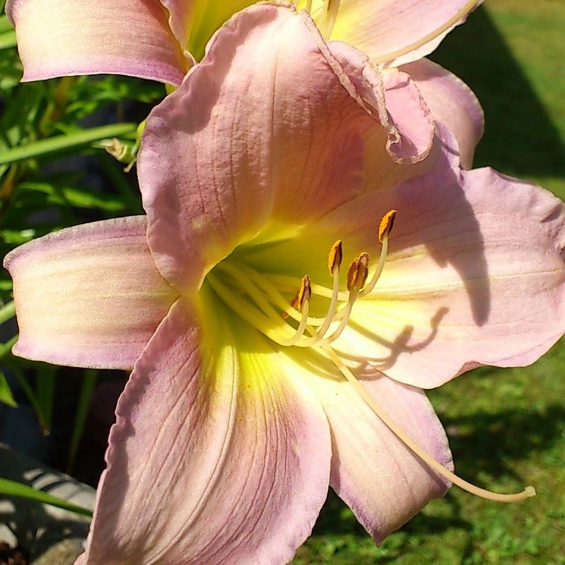 Hemerocallis Hazel Monette - Taglilie (Flowering)