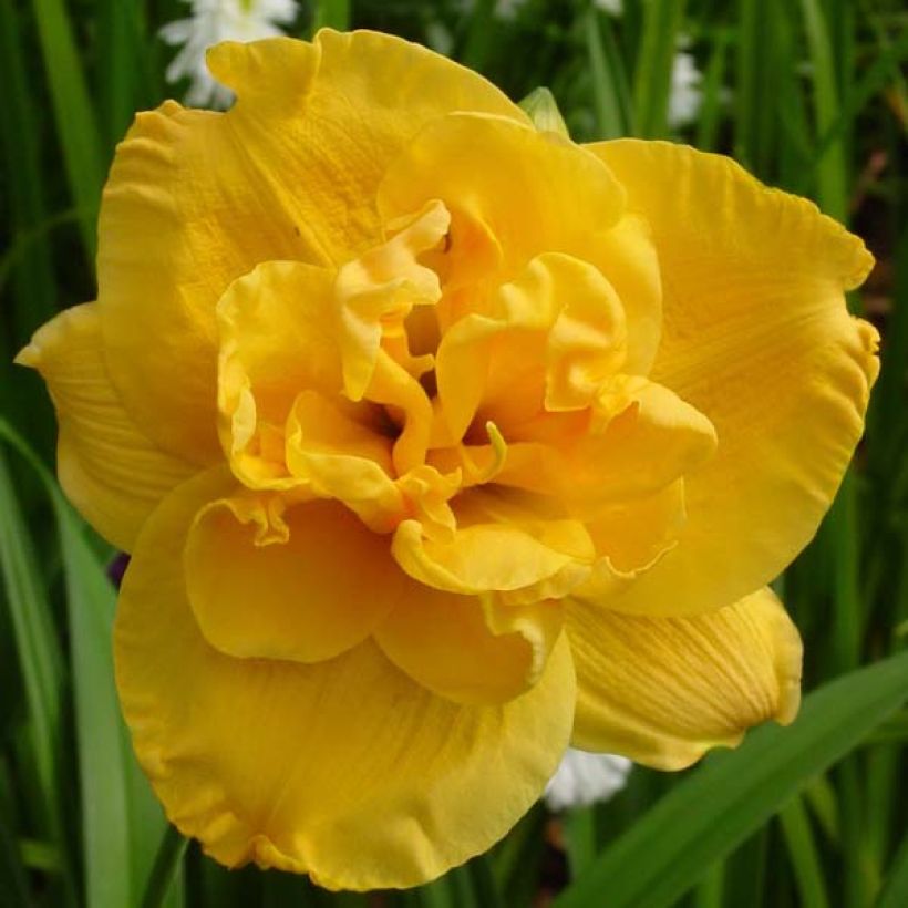 Hemerocallis Patricia Jojo - Taglilie (Flowering)