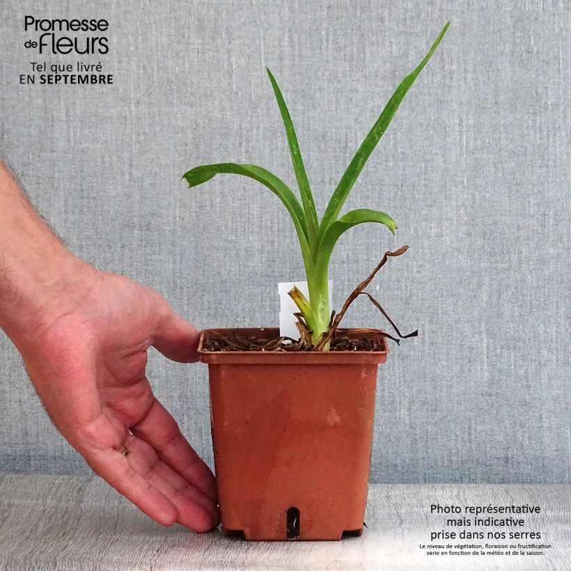 Example of Hemerocallis Poogie - Taglilie Topf mit 1L/1,5L as you get in automne