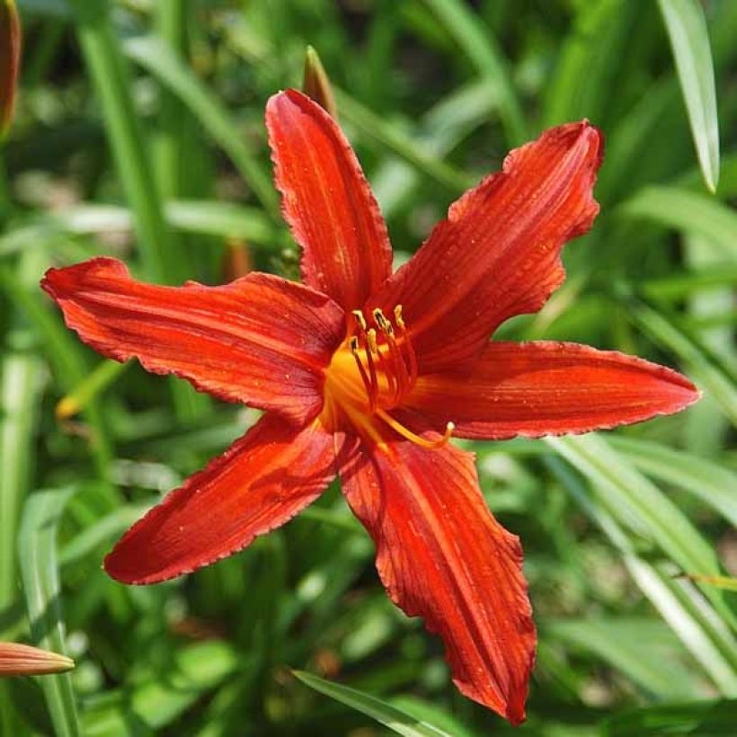 Hemerocallis Sammy Russel - Taglilie (Flowering)