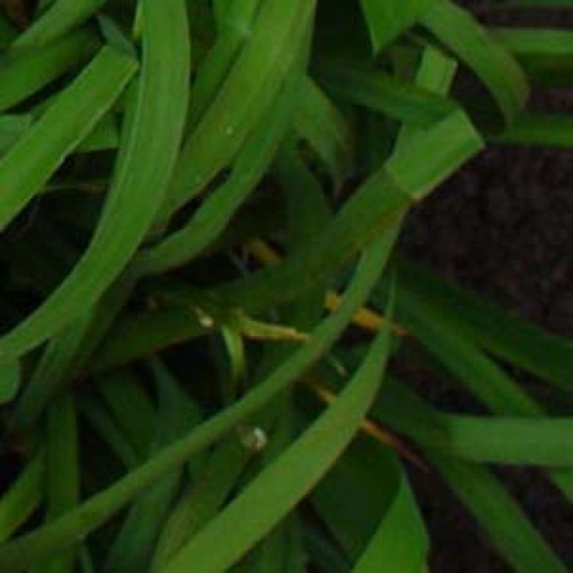 Iris sibirica Moon Silk - Sibirische Schwertlilie (Foliage)