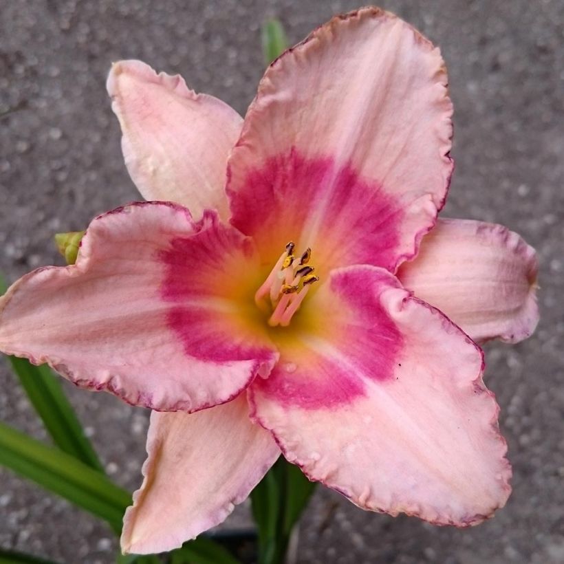 Hemerocallis Strawberry Fields For Ever - Taglilie (Flowering)