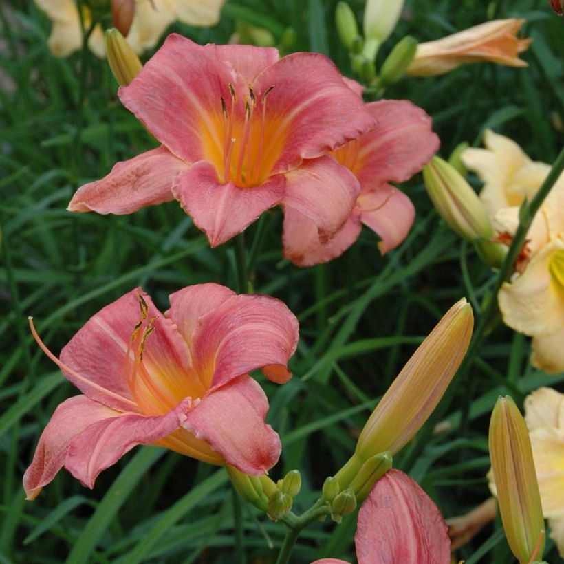 Hemerocallis Strawberry Swirl - Taglilie (Flowering)