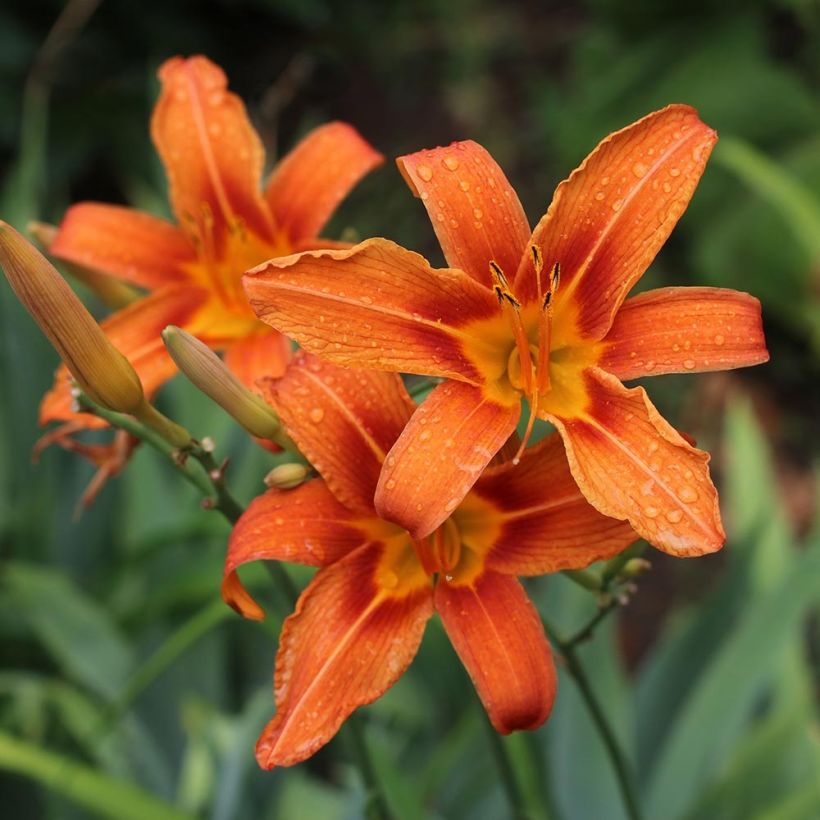 Hemerocallis fulva - Taglilie (Flowering)