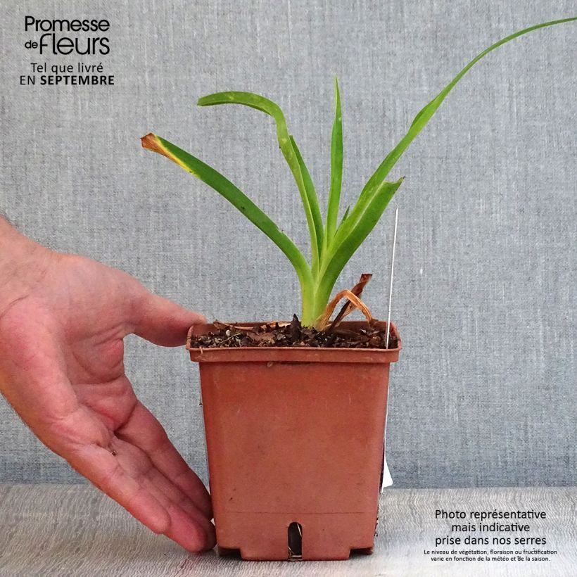Example of Hemerocallis Siloam Ribbon Candy - Taglilie Topf mit 1L/1,5L as you get in automne