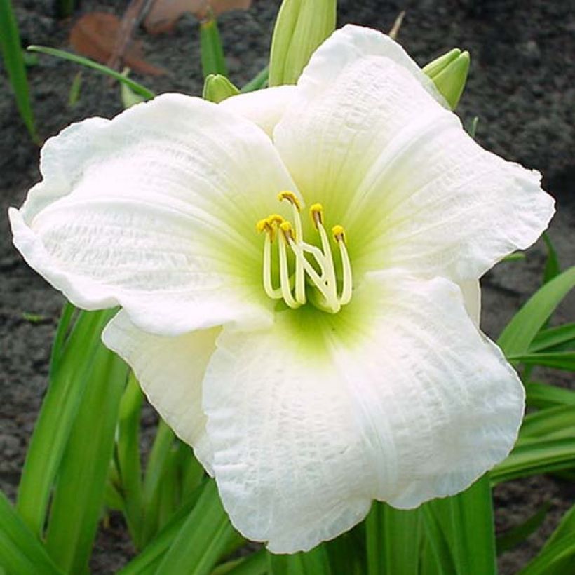 Hemerocallis Gentle Shepherd - Taglilie (Flowering)
