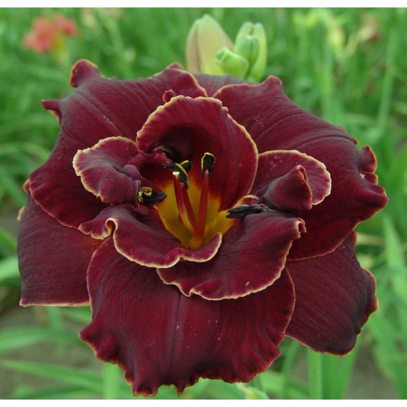 Hemerocallis Night Embers - Taglilie (Flowering)
