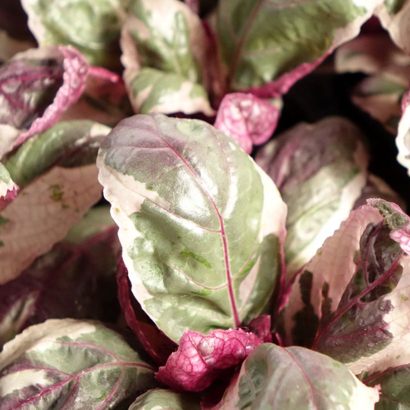 Hemigraphis Snow White - Noppenblatt (Foliage)