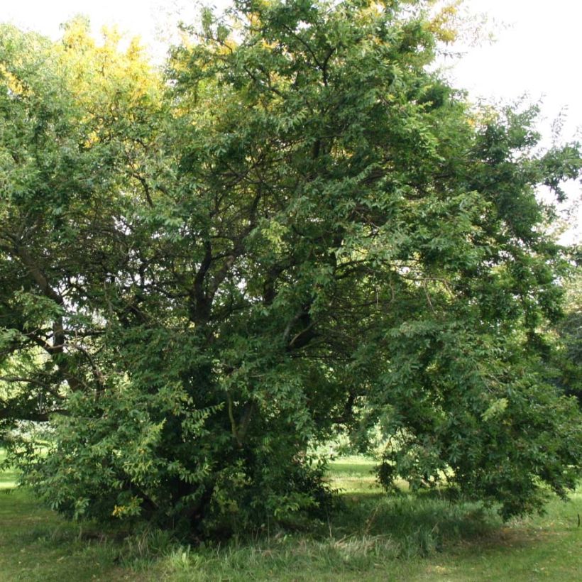 Hemiptelea davidii - Dorn-Ulme (Plant habit)