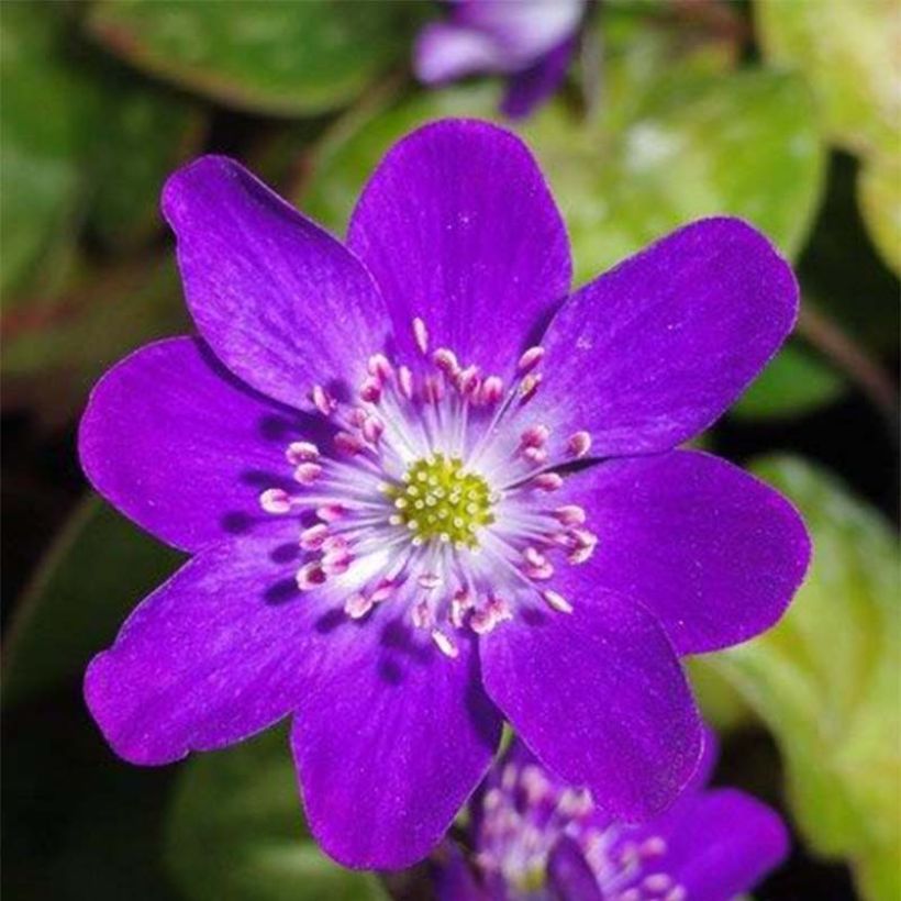 Hepatica nobilis Purple Forest - Leberblümchen (Flowering)