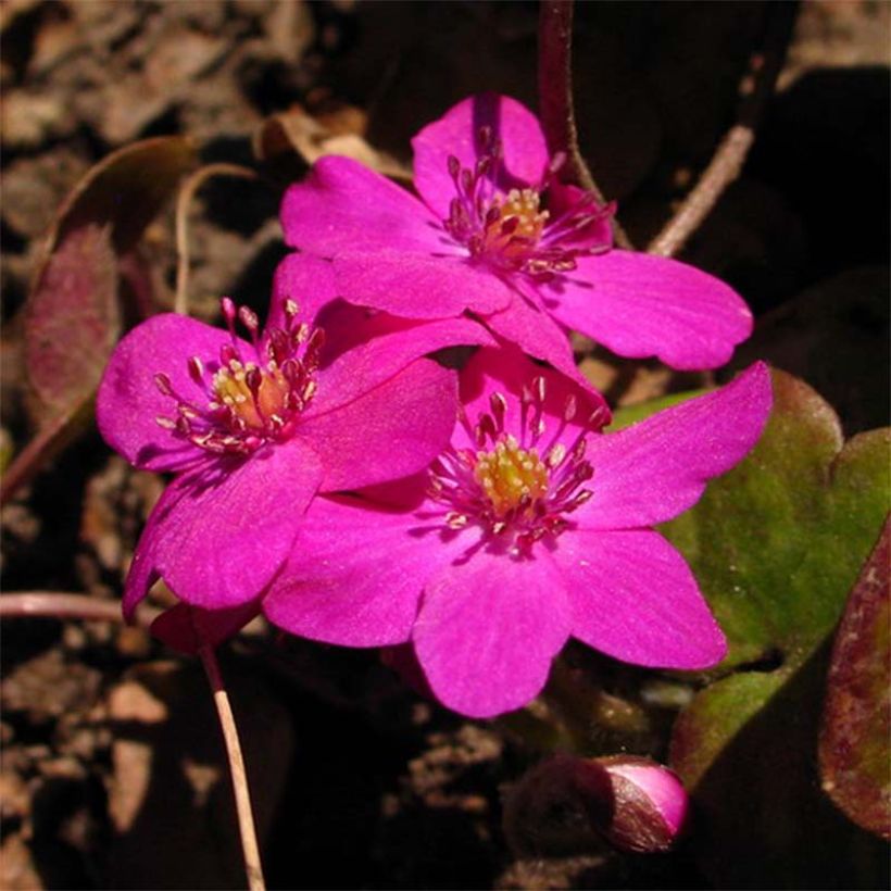 Hepatica nobilis Red Forest - Leberblümchen (Flowering)