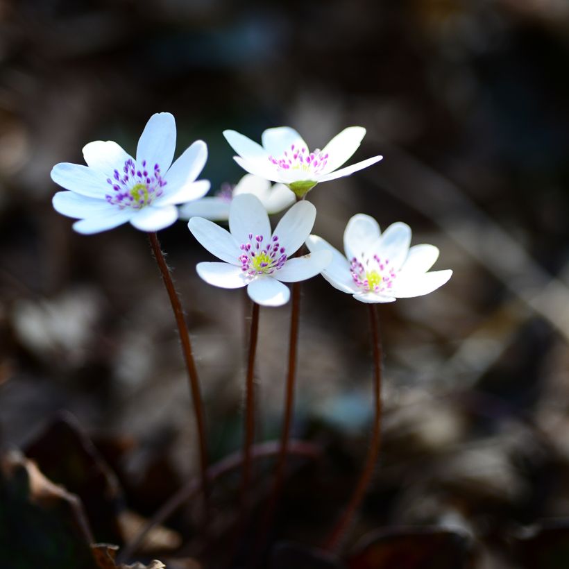 Hepatica nobilis White Forest - Leberblümchen (Plant habit)